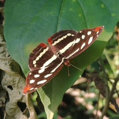 Catonephele mexicana