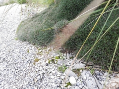 Astragalus balearicus