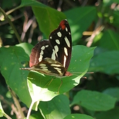 Catonephele mexicana