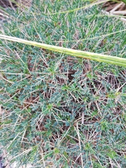 Astragalus balearicus