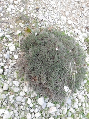 Astragalus balearicus