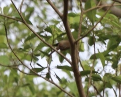 Myzomela obscura
