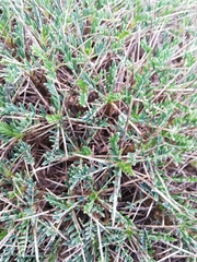 Astragalus balearicus