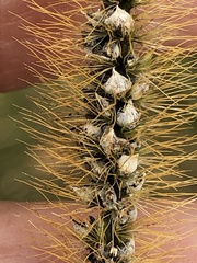Macalpinomyces neglectus