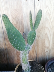 Opuntia senilis
