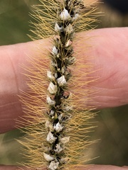 Macalpinomyces neglectus