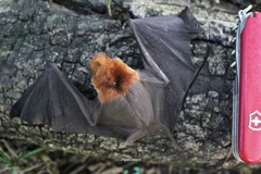 Pteronotus