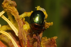 Spintherophyta semiaurata