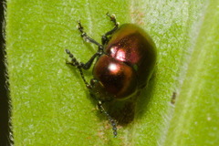 Spintherophyta semiaurata