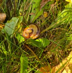 Cepaea nemoralis