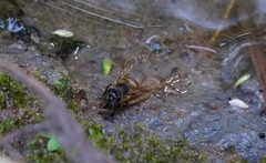 Apis mellifera