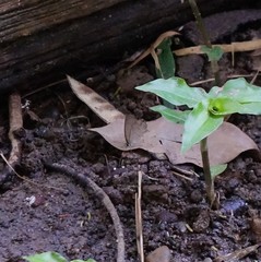 Lepidoptera