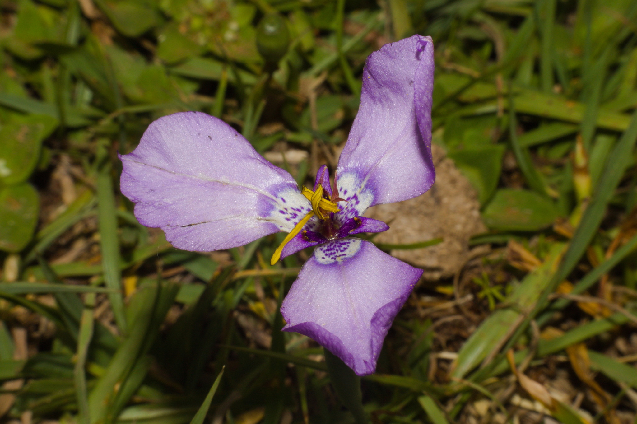 Herbertia lahue