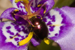 Spintherophyta semiaurata