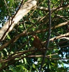 Furnarius rufus