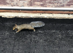 Sciurus carolinensis