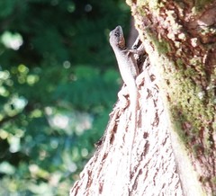 Tropidurus torquatus