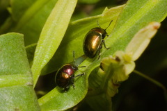 Spintherophyta semiaurata