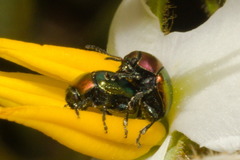 Spintherophyta semiaurata