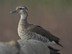 Callonetta leucophrys