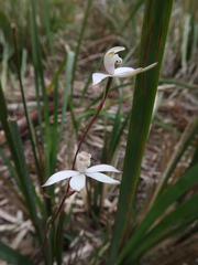 Caladenia gracilis