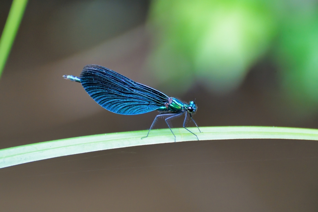 Calopterygoidea
