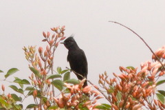Knipolegus lophotes