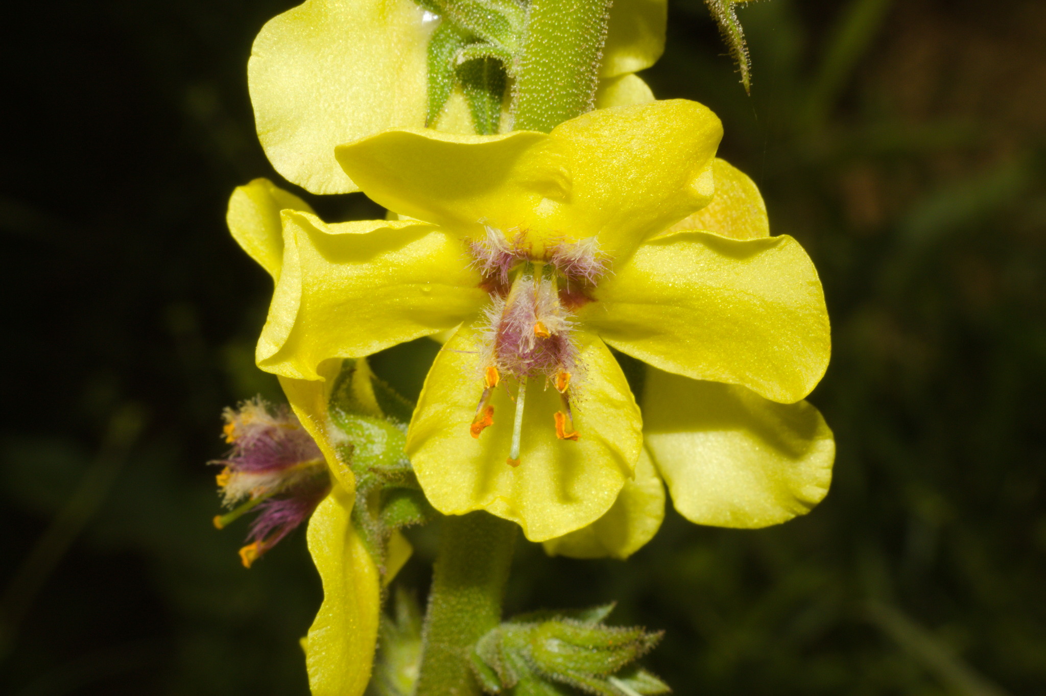 Verbascum virgatum