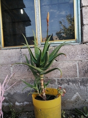 Aloe