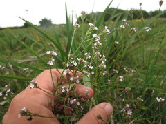 Verbena montevidensis