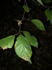 Styracaceae