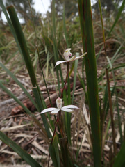 Caladenia gracilis