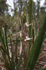 Caladenia gracilis
