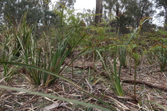 Caladenia gracilis