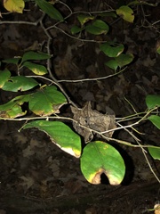 Styracaceae