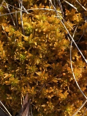 Sphagnum pulchrum