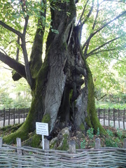 Tilia begoniifolia