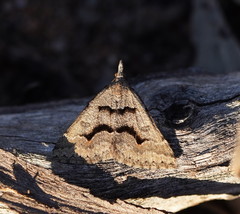 Dichromodes mesogonia