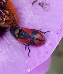 Arthrobrachus nigromaculatus