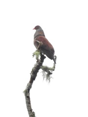 Patagioenas speciosa