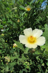 Modiolastrum lateritum