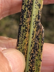 Puccinia emaculata