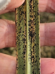 Puccinia emaculata
