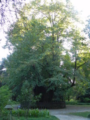 Tilia begoniifolia