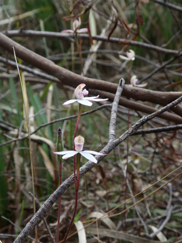 Image of Caladenia gracilis by no rights reserved