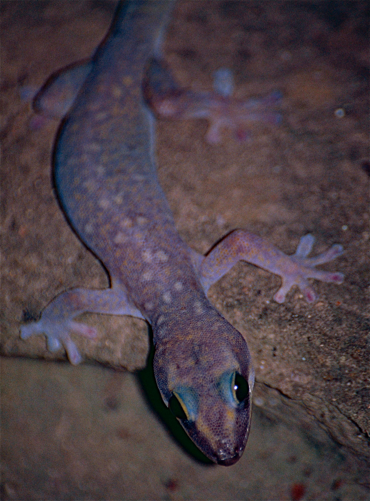 Blotched Gecko