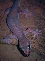 Blotched Gecko photo 1