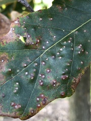 Neuroterus umbilicatus