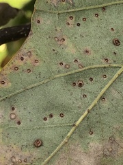 Neuroterus umbilicatus