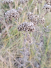 Achillea millefolium borealis